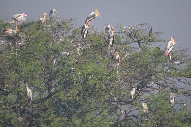 Bird Watching at Nandur Madhyameshwar Wildlife Sanctuary Nashik - Why Nandur Madhyameshwar is worth the trip from Nashik