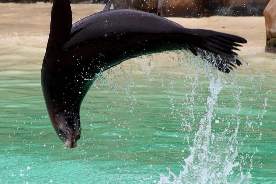 Blackpool: Zoo Admission Ticket - Big cats, gorillas, and the rest of the mammals