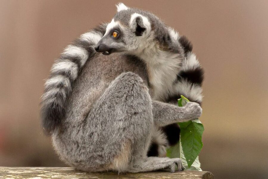 Blackpool: Zoo Admission Ticket - Walk-through habitats provide the closest encounters