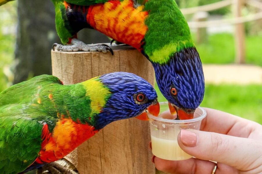 Blackpool: Zoo Admission Ticket - Getting around, access, and timing