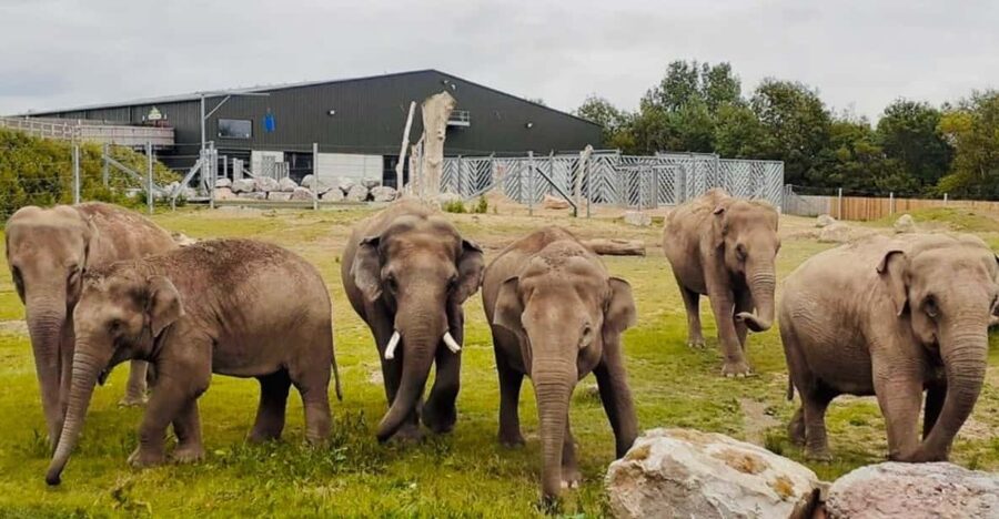 Blackpool: Zoo Admission Ticket - Spend time at Project Elephant Base Camp