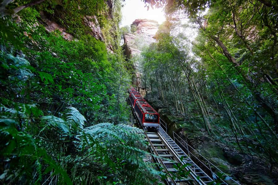 Blue Mountains day tour with Cruise, Scenic world pass & Zoo - Sydney Zoo before the morning crowds