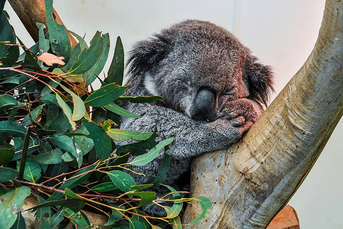 Blue Mountains Highlights, Wildlife Park and Scenic World Full Day Private Tour - Echo Point and the Three Sisters deliver the classic view