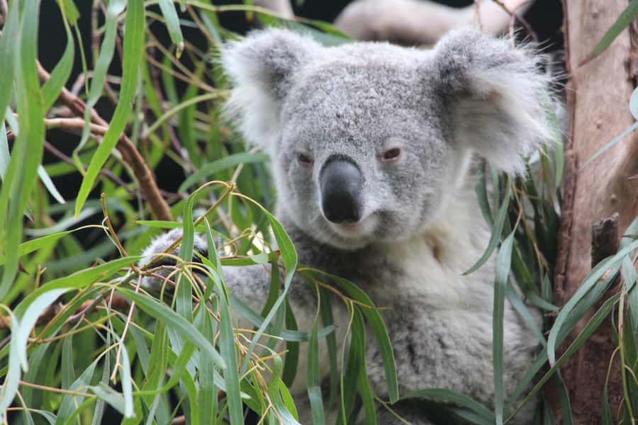 Blue Mountains private tour with Featherdale Wildlife Park - The Three Sisters at Echo Point
