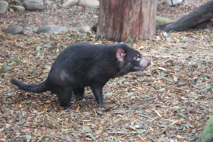 Blue Mountains private tour with Featherdale Wildlife Park - What the $948 price really buys