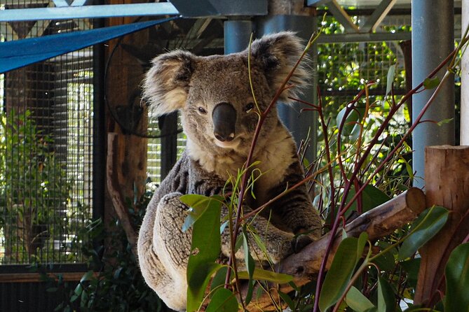 Blue Mountains Small Group Tour with Lunch, Zoo and Scenic World - Leura makes lunch more than a roadside break