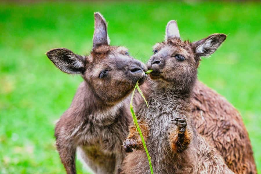 Blue Mountains Tour with Scenic World, Zoo&Bilingual Driver - Is $110 good value?