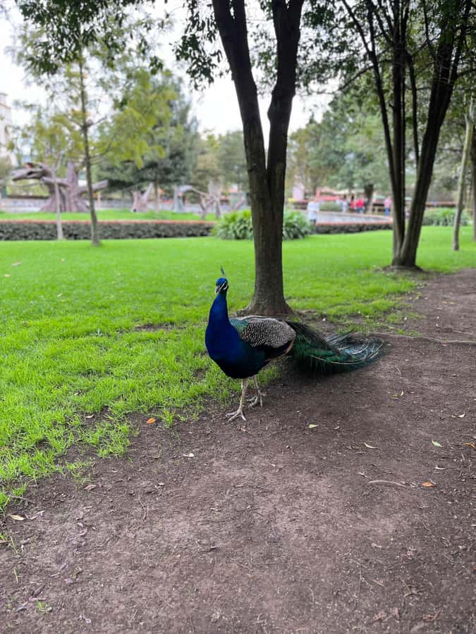 BOGOTA: Tour of Jaime Duque Park, Zoo, and Aerospace Museum - The Garden of the Fountain of Los Angeles