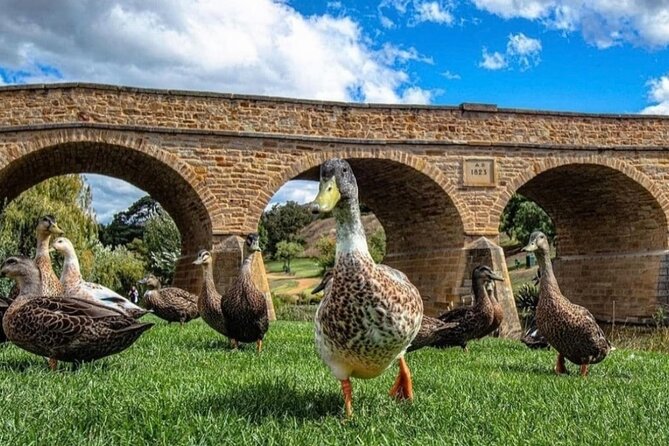 Bonorong Wildlife Park and Richmond Afternoon Tour from Hobart - Is the $89.66 price fair?