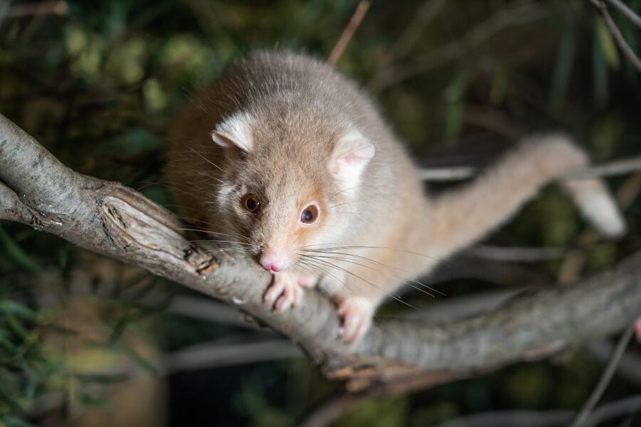 Bonorong Wildlife Sanctuary Guided Night Tour - Key points at a glance