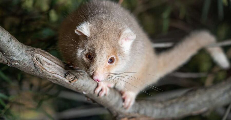 Bonorong Wildlife Sanctuary Guided Night Tour - Why the after-dark timing changes Bonorong