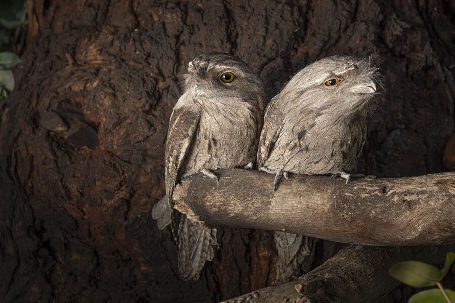 Bonorong Wildlife Sanctuary Guided Night Tour - What the feeding rules mean for you