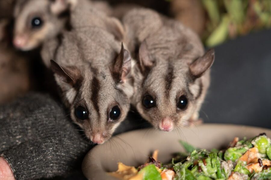 Bonorong Wildlife Sanctuary Guided Night Tour - Is $115 good value?