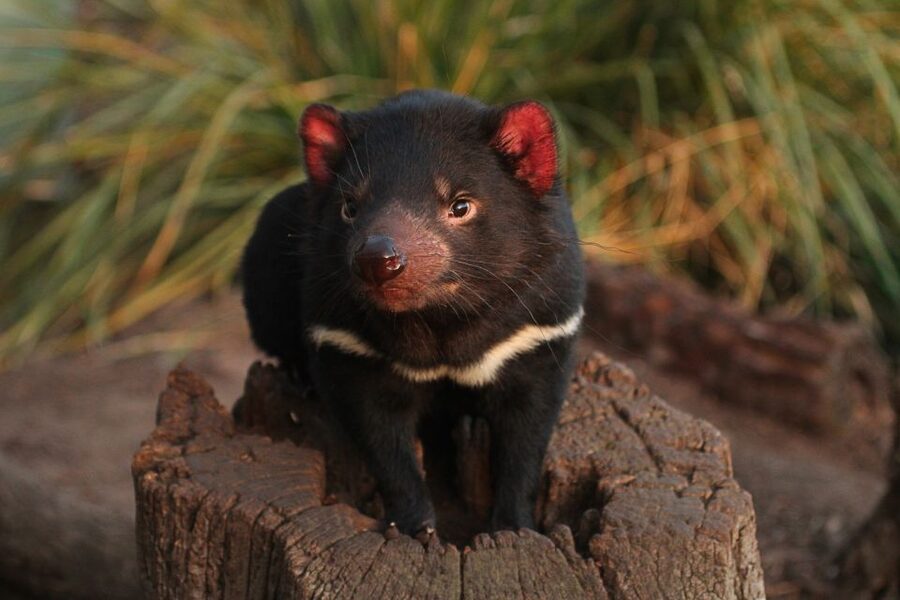 Bonorong Wildlife Sanctuary Guided Night Tour - Should you book the Bonorong night tour?