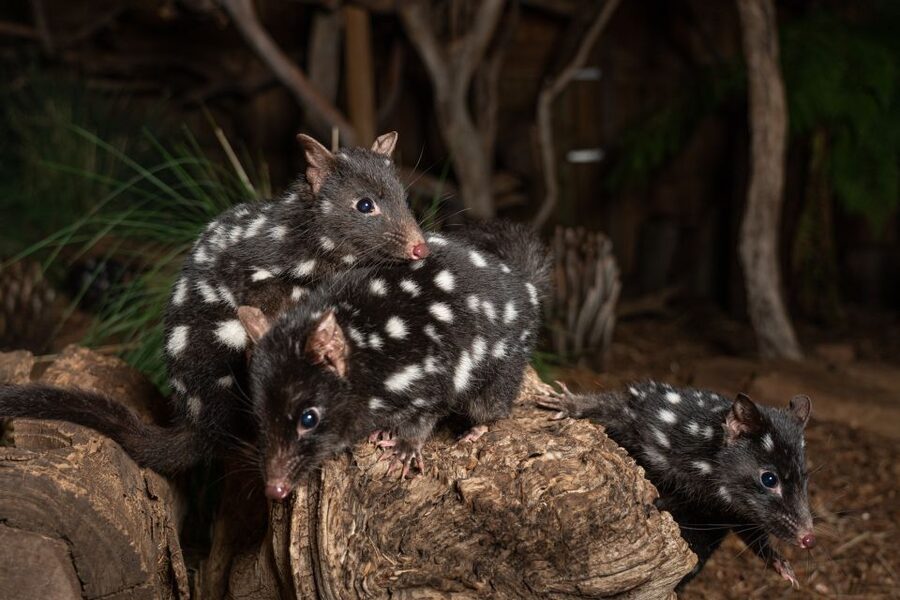 Bonorong Wildlife Sanctuary Guided Night Tour - The 2.5-hour route follows the food