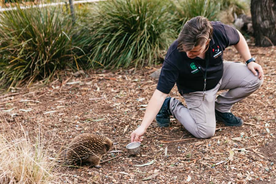 Bonorong Wildlife Sanctuary Half-Day Tour from Hobart - My call: book it for a first taste of Tasmania