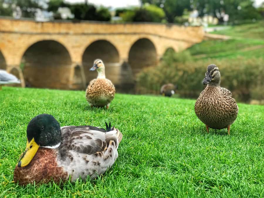 Bonorong Wildlife Sanctuary Half-Day Tour from Hobart - Why this half-day outing works from Hobart