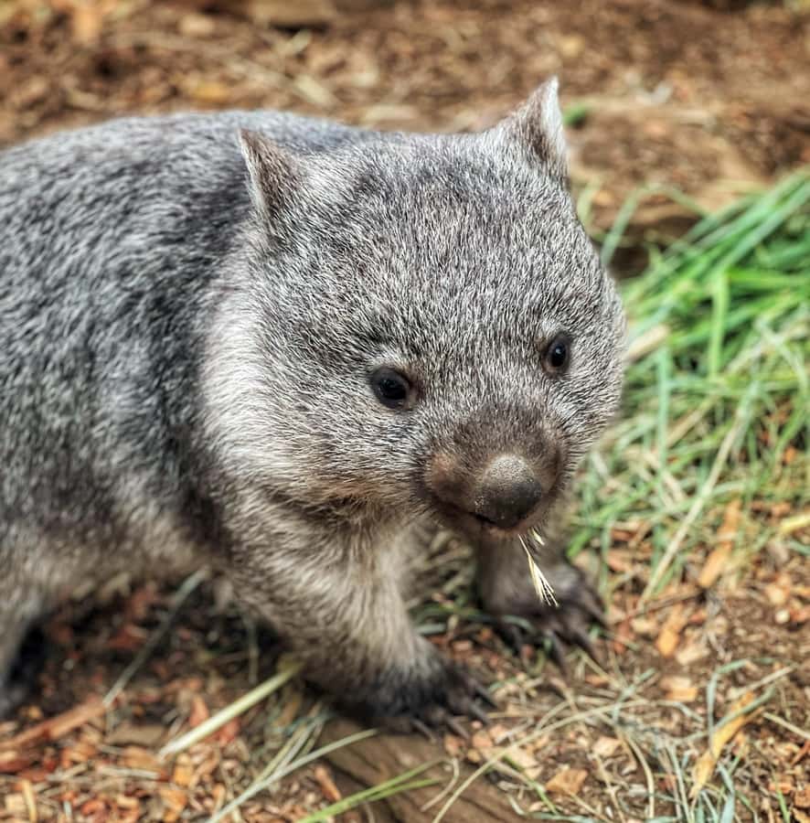 Bonorong Wildlife Sanctuary Half-Day Tour from Hobart - Richmond in 70 minutes