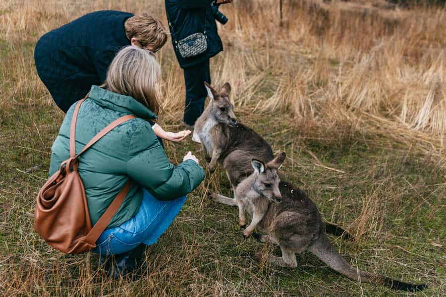 Bonorong Wildlife Sanctuary Half-Day Tour from Hobart - Bonorong Wildlife Sanctuary and its native animals
