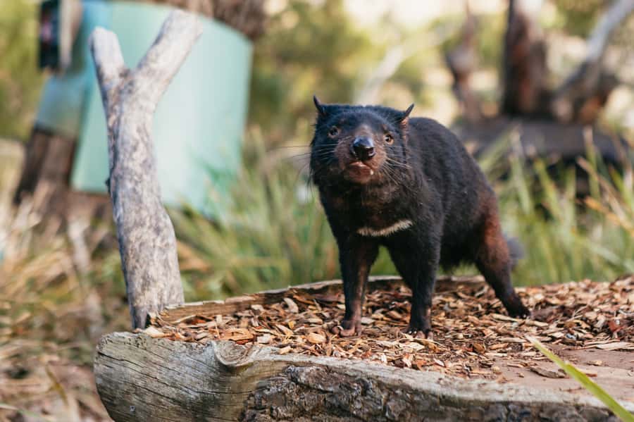 Bonorong Wildlife Sanctuary Half-Day Tour from Hobart - Why the Bonorong schedule can feel rushed