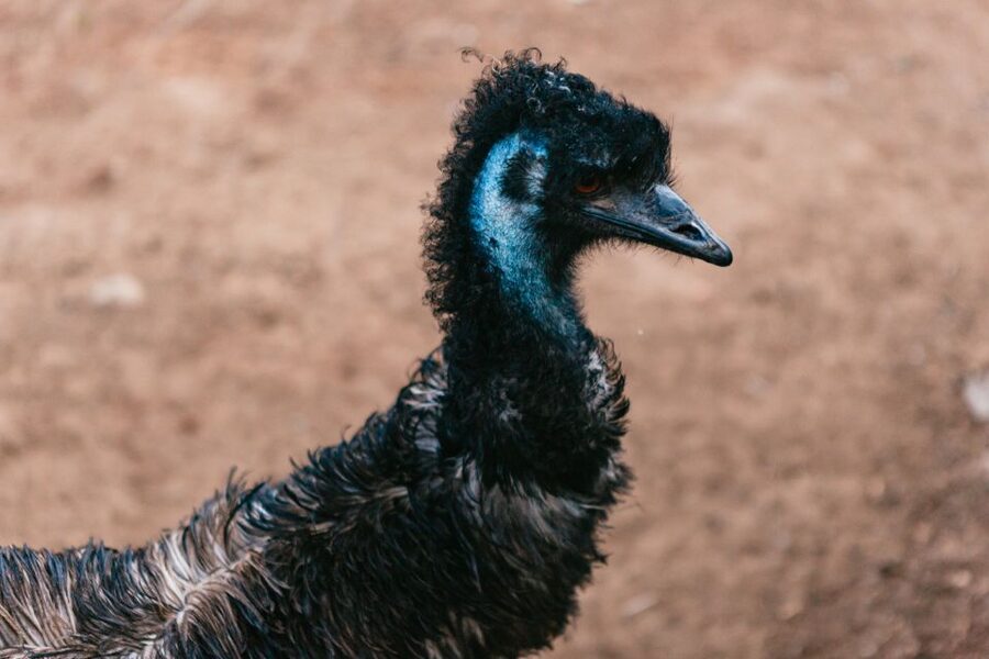 Bonorong Wildlife Sanctuary Half-Day Tour from Hobart - Guides, transport, and the pace of the day