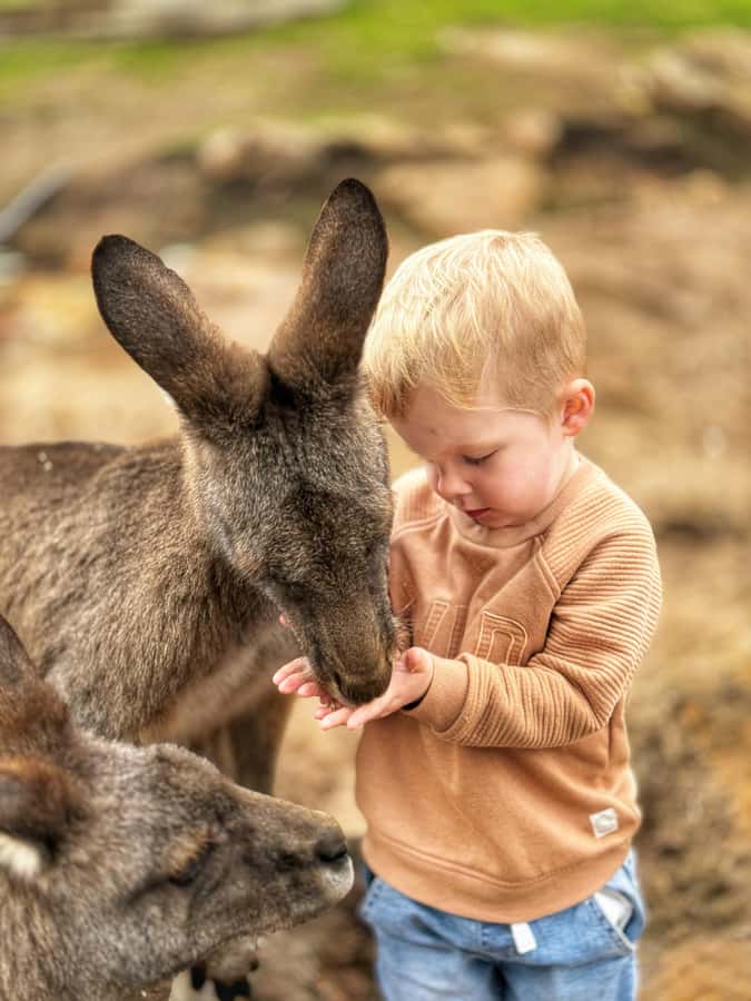 Bonorong Wildlife Sanctuary Half-Day Tour from Hobart - Leaving Hobart across the Tasman Bridge