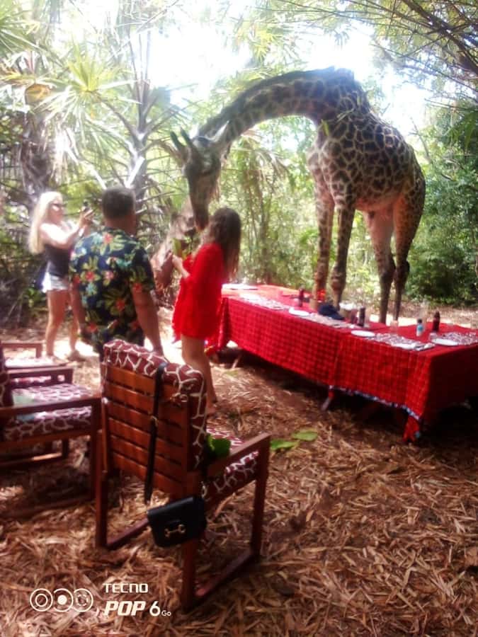 Borabora: Animal Park Guided and Bush Tour - Why the giraffe lunch is worth your time