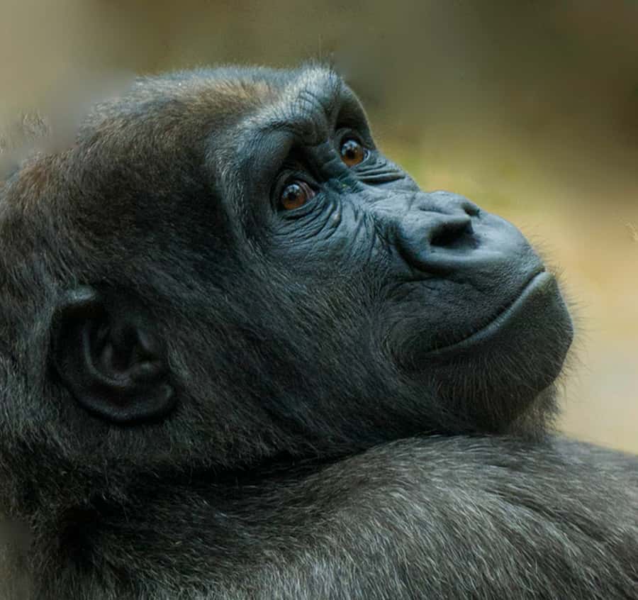 Boston: Franklin Park Zoo Entry Ticket - Key points to know before you go