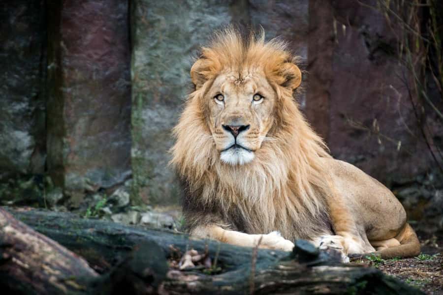 Boston: Franklin Park Zoo Entry Ticket - Gorilla Grove is best when the season is right