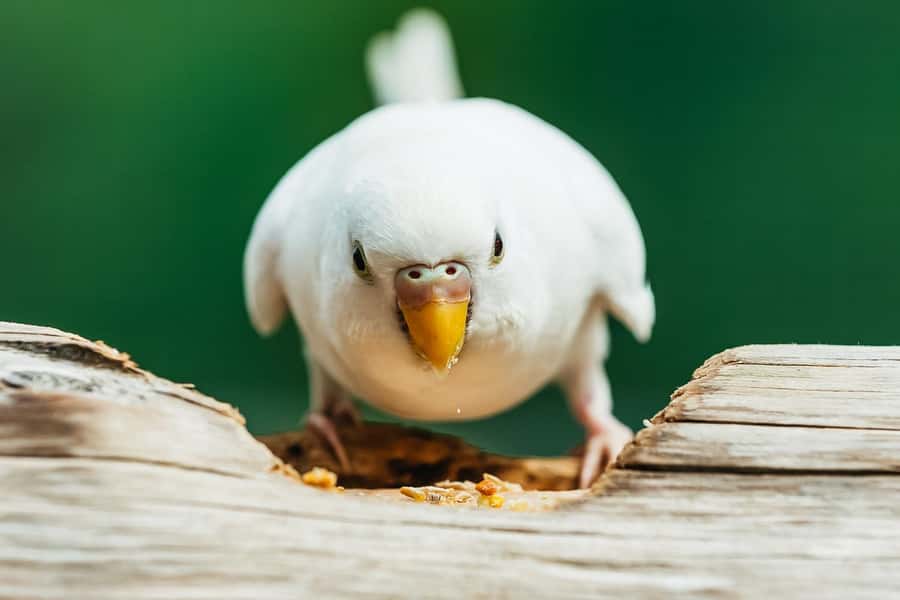 Boston: Franklin Park Zoo Entry Ticket - Butterflies and budgies add hands-on fun