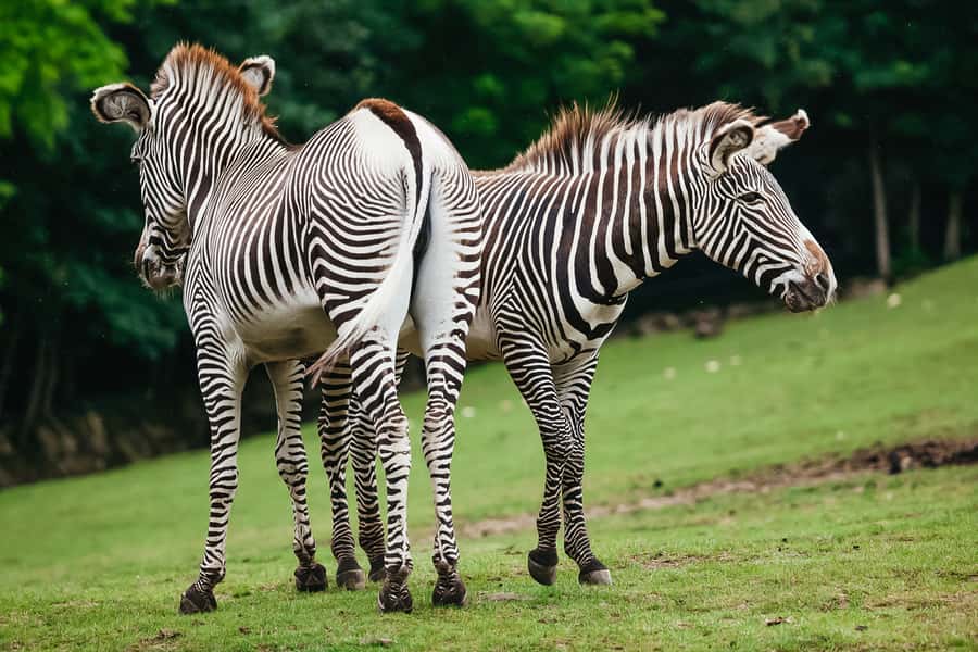 Boston: Franklin Park Zoo Entry Ticket - Outback Trail brings kangaroos and kiwis
