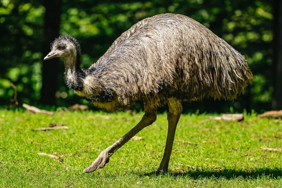 Boston: Franklin Park Zoo Entry Ticket - A family day that works for different ages