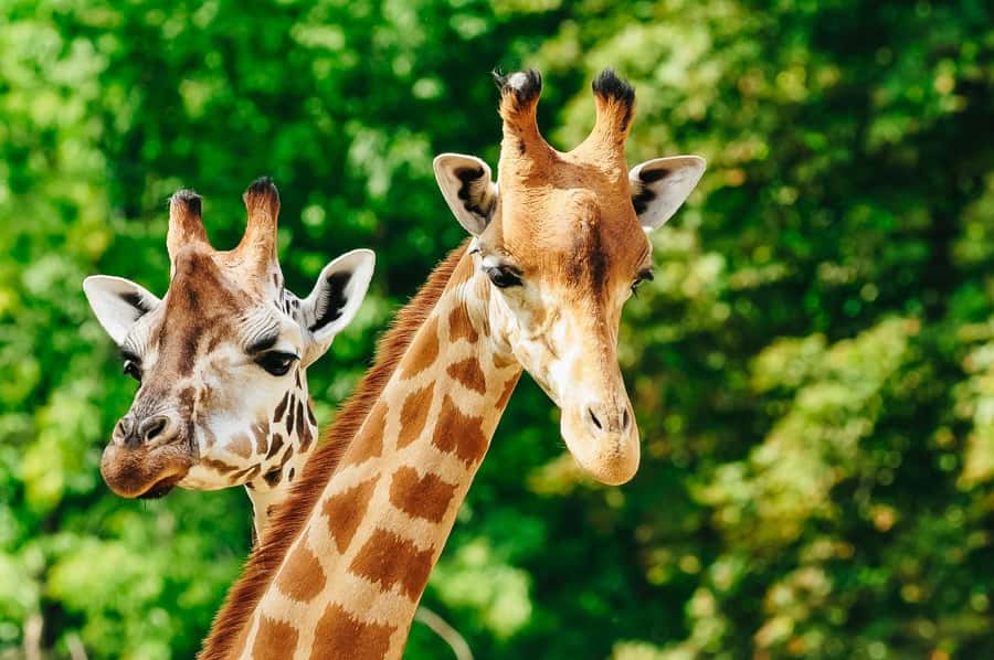 Boston: Franklin Park Zoo Entry Ticket - Choosing the right season and time