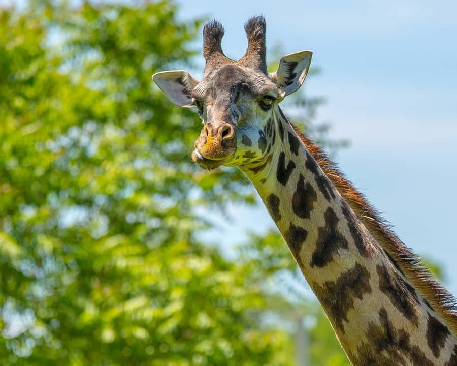 Boston: Franklin Park Zoo Entry Ticket - Tropical Forest gives you a warm-weather break