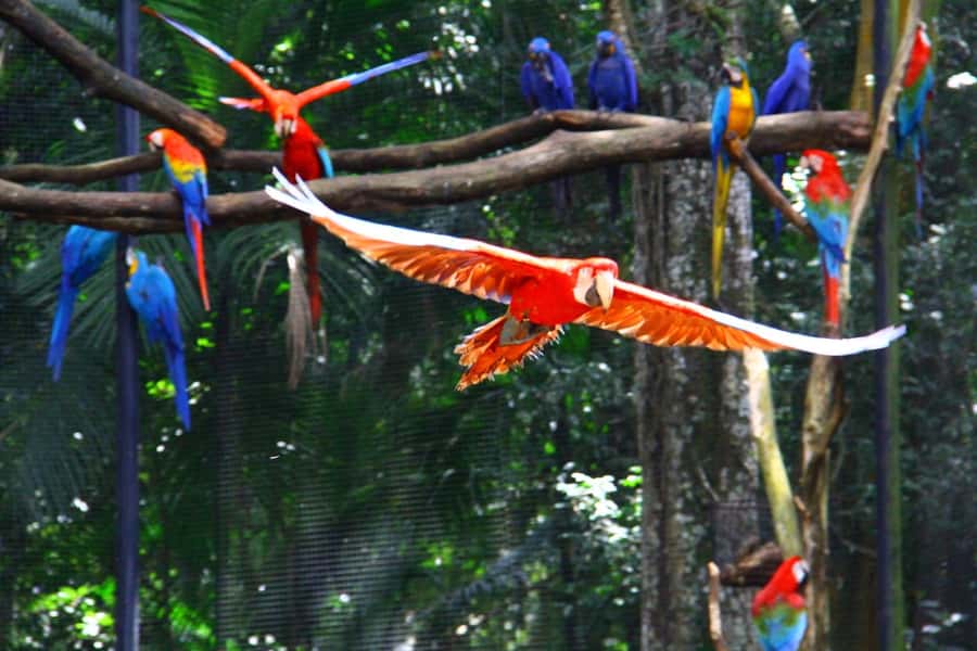 Brazilian Falls, Bird Park and Itaipu Dam - Three big sights before dinner