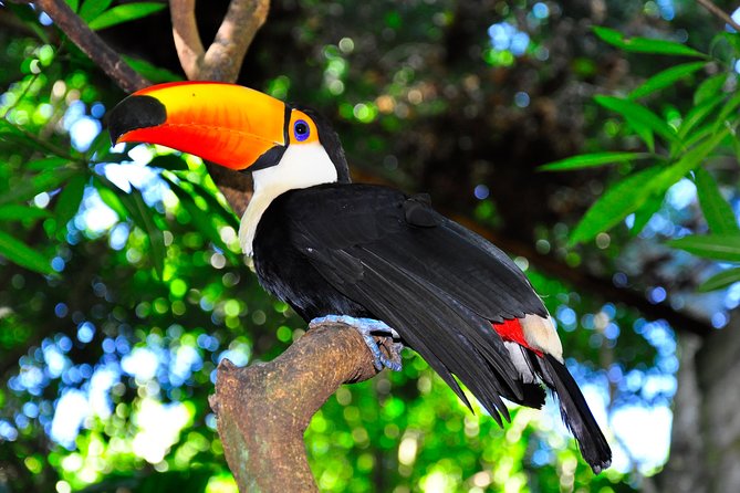 Brazilian Falls, Bird Park and Itaipu Dam from Foz do Iguaçu - Guides, languages, and the value of a small group