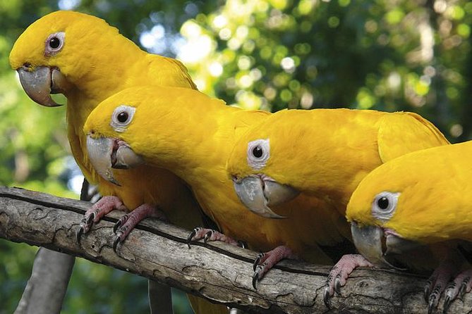 Brazilian Falls, Bird Park and Itaipu Dam from Foz do Iguaçu - Two hours among toucans and rescued birds