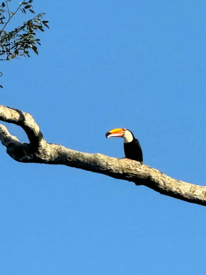 Brazilian Iguassu Falls,Bird park Boat Safari all tickets - Why this full day works so well