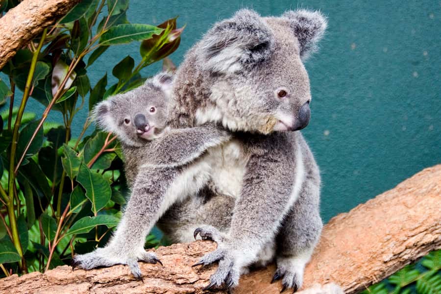 Breakfast with Koalas at WILD LIFE Zoo Darling Harbour - Key points to know before booking
