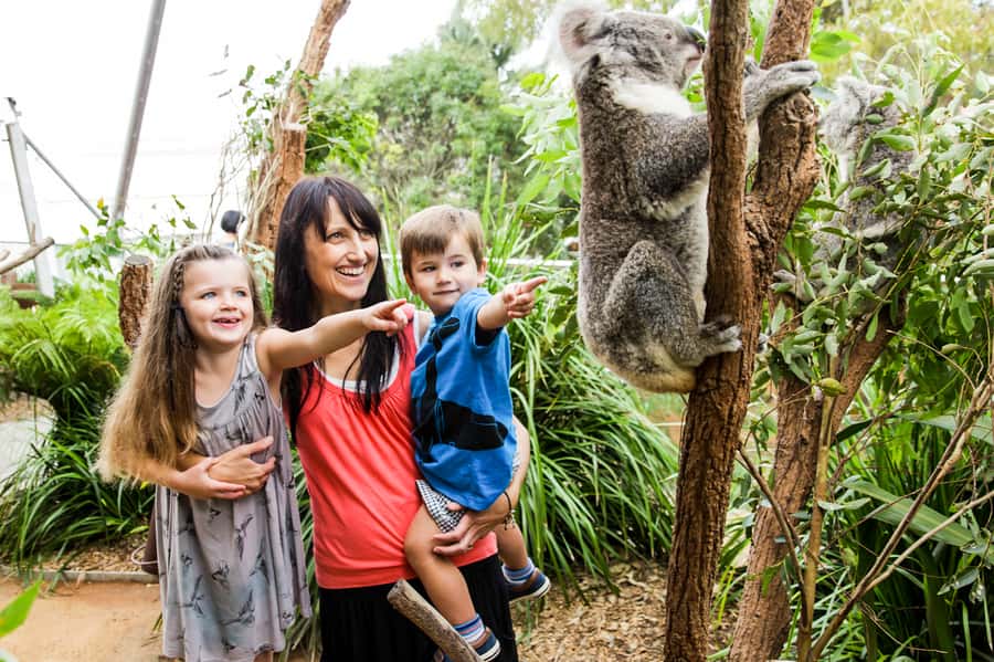 Breakfast with Koalas at WILD LIFE Zoo Darling Harbour - Should you book Breakfast with Koalas?