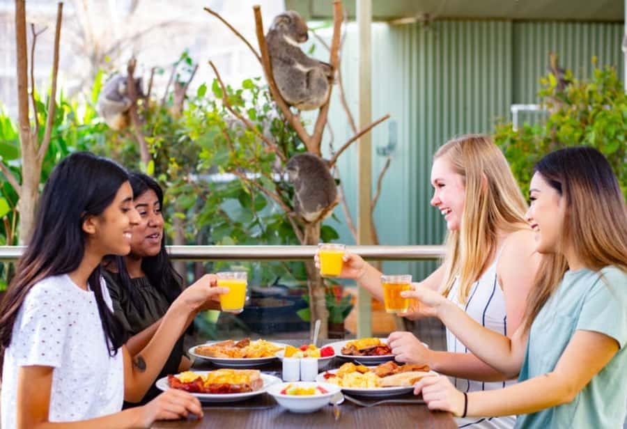 Breakfast with Koalas at WILD LIFE Zoo Darling Harbour - Breakfast beside gum trees and koalas