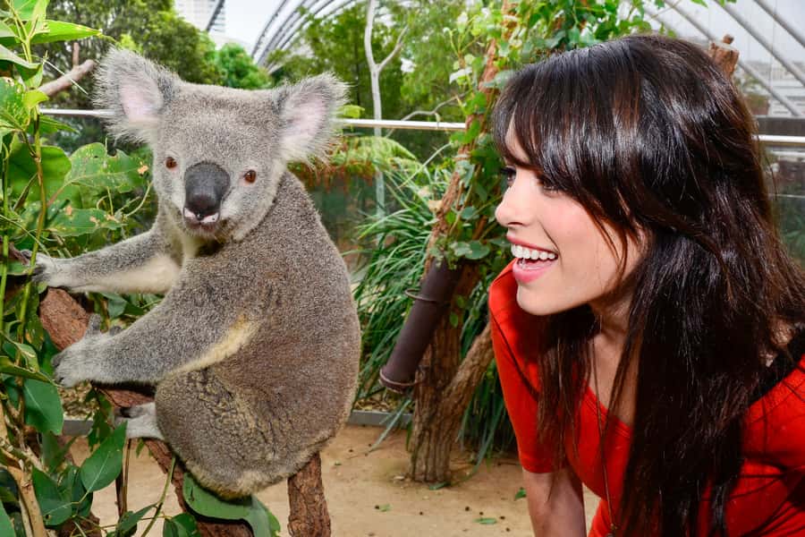 Breakfast with Koalas at WILD LIFE Zoo Darling Harbour - Is $63 good value?