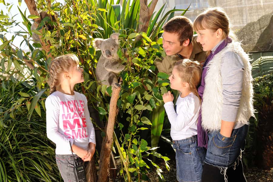 Breakfast with Koalas at WILD LIFE Zoo Darling Harbour - Who will enjoy this most