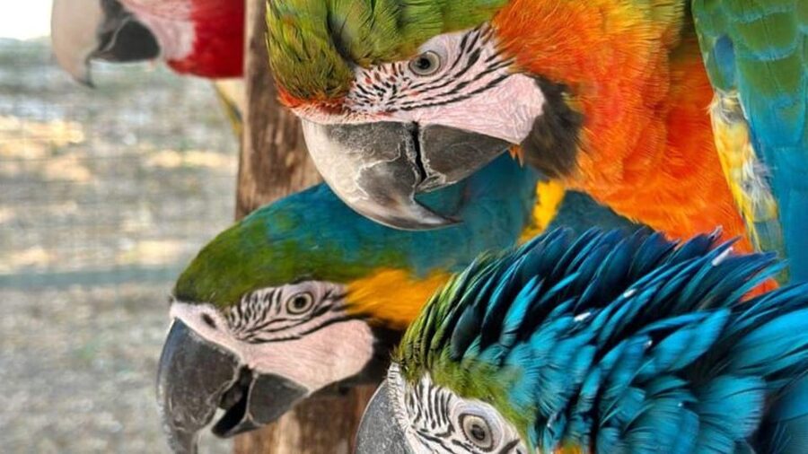 Breakfast with parrots at Masseria Mazzetta with wildlife park - Breakfast begins with Kri, Rio, and a few small companions