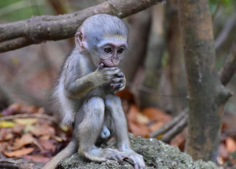 Bridgetown: Wildlife Reserve & Carlisle Bay Tour with Cruise - From Bridgetown Port to the Barbados Wildlife Reserve