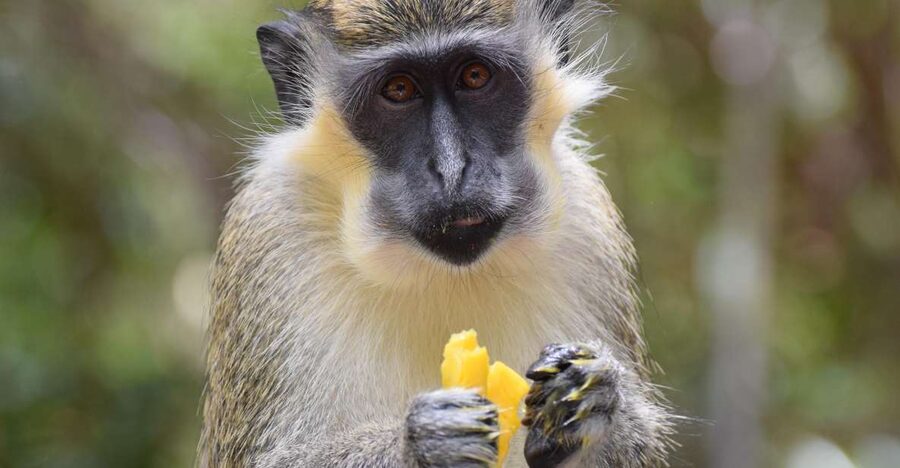 Bridgetown: Wildlife Reserve & Carlisle Bay Tour with Cruise - Booking details that matter on a cruise day