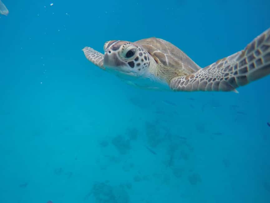 Bridgetown: Wildlife Reserve & Carlisle Bay Tour with Cruise - Bathsheba and the road across the island
