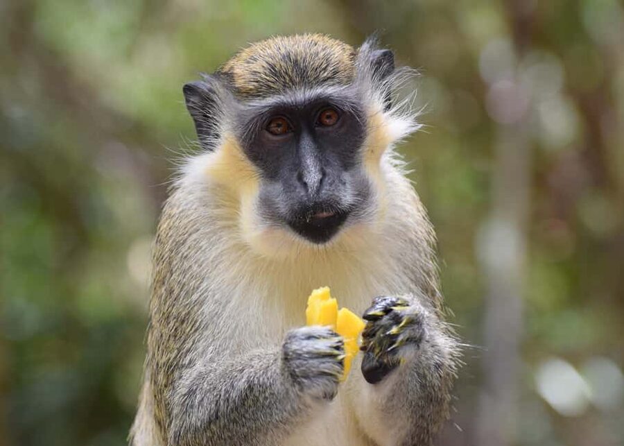 Bridgetown: Wildlife Reserve Tour and Carlisle Bay Cruise - Key points to know before booking