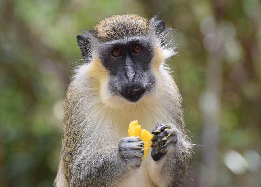Bridgetown: Wildlife Reserve Tour and Carlisle Bay Cruise - Is $141 a fair price?
