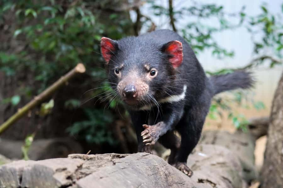 Brisbane: Lone Pine Koala Sanctuary Day Pass - Key points at a glance